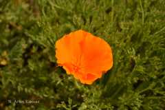 Eschscholzia californica